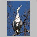 Ardea cinerea Graureiher 02.jpg